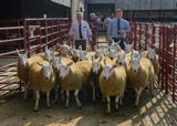 Second prize pen of Cheviot Mule gimmers